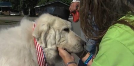 7636510-duke-le-chien-devient-maire-d-une-ville-du-minnesota
