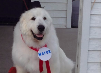 VIDEO.-Etats-Unis-Un-chien-élu-maire-d039un-petit-village-du-Minnesota-324x235