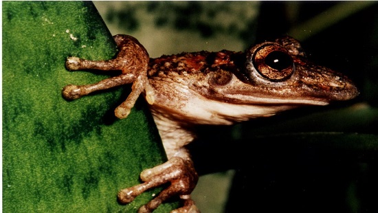 الباحثون اكتشفا نوعين جديدين يملكان مخالب مخفية تحت الجلد تحتوي على سم قاتل