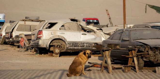 أم الطفل كانت في حالة سكر شديدة وتركت الطفل جائعا لتتكفل الكلبة بإطعامه