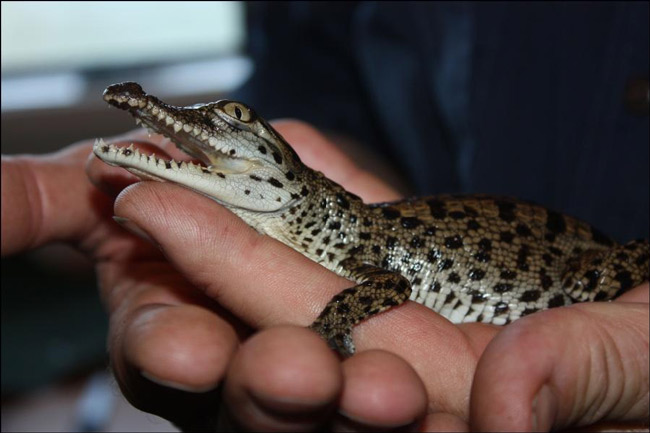 crocodile-baby
